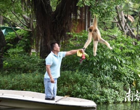 過節(jié)了！深圳野生動物園長臂猿喜獲“水果大餐”