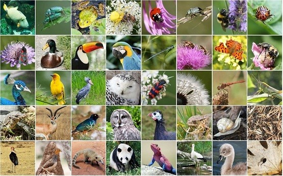 上線啦！深圳國家基因庫發(fā)布『動植物資源活體庫』門戶
